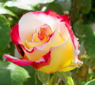Роза Double Delight