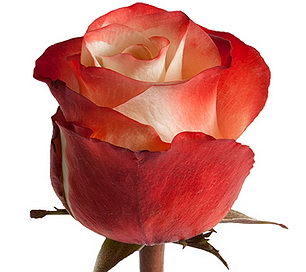 Роза Farfalla