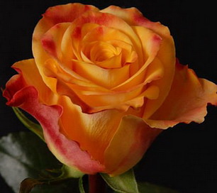 роза Marie Clair