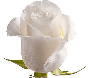 Снежно-белая роза Polar Star