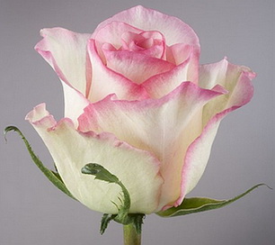 Двухцветная роза Sovereign