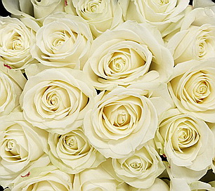Кремовая роза Vendella, опт и розница в петербурге