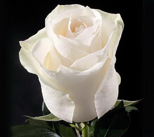 Белая роза Blizzard