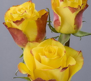 Роза High Yellow Flame