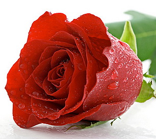 Красная роза Red Sky, с бутоном среднего размера, по оптовым ценам в петербурге