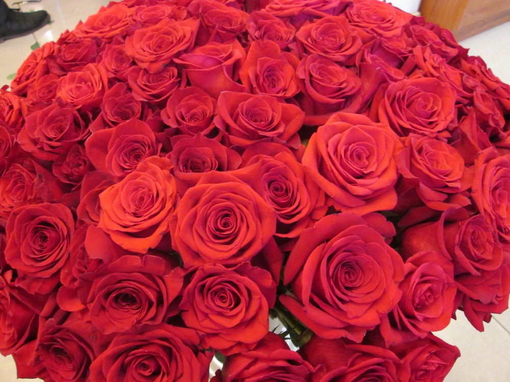 101 красная роза, эквадор, сорт фридом