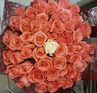 купить 51 розу в СПб дешево