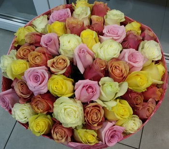 купить 51 красивую розу в СПб