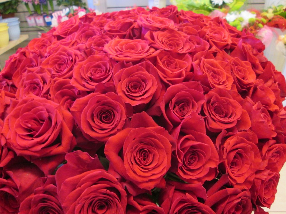 эквадорские высокие красные розы сорта фридом