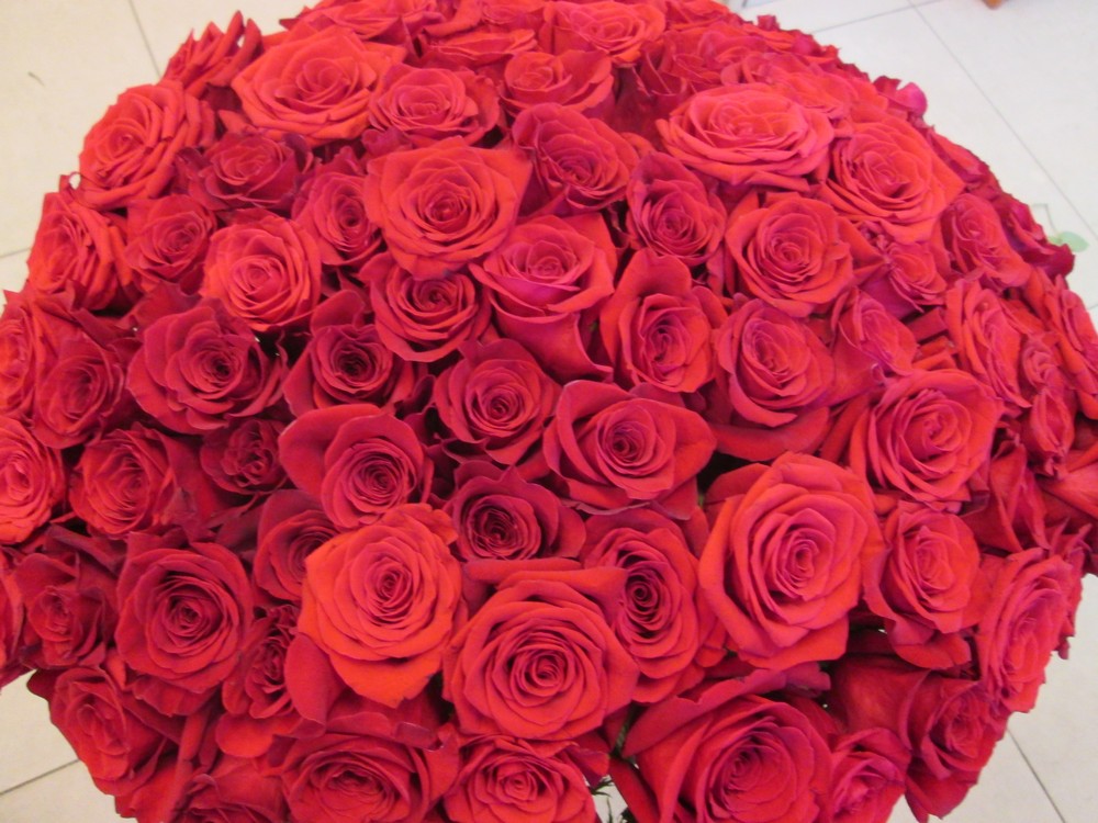 красные розы эквадор, фридом