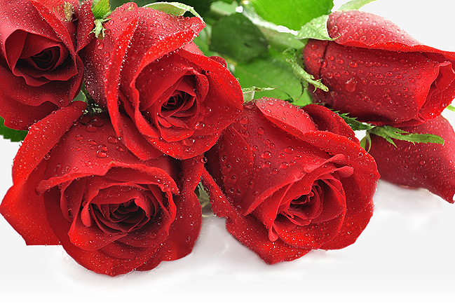 красная роза, эквадор