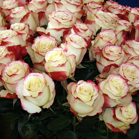 эквадорские розы сорта свитнесс