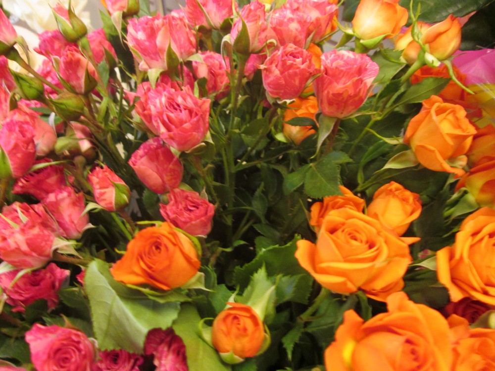 оранжевые кустовые розы Беби
