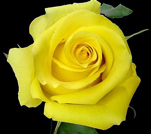 Желтая роза Tara, с бутоном среднего размера, по оптовым ценам в петербурге