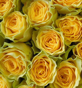 wholesale_yellow_rose